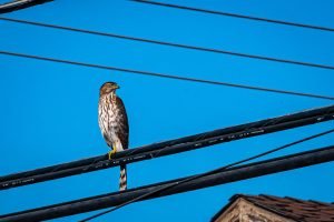Cooper's Hawk still chilling