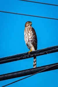 Cooper's Hawk chilling