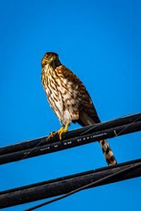 Cooper's Hawk sitting