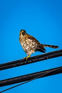 Cooper's Hawk checking me out