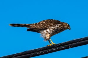 Cooper's Hawk on the prey