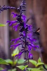 Black bumblebee bumble bee purple salvia flower
