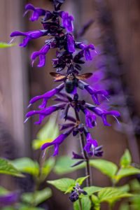 Black bumblebee bumble bee purple salvia flower