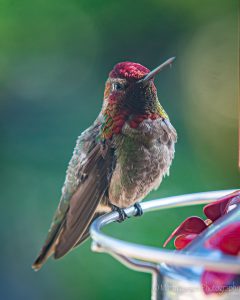 Pretty male Anna's Hummingbird