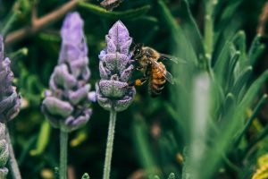 Honeybee honey bee purple lavender flower