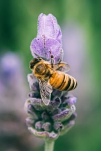Honeybee honey bee purple lavender flower
