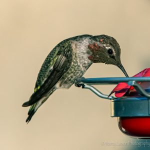 Male feeding Anna's Hummingbird