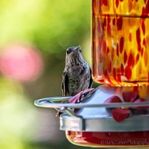 Juvenile Anna's Hummingbird checking safety