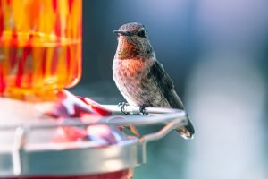 Anna's Hummingbird posing