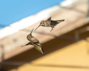 Male adult and juvenile Anna's Hummingbirds in action