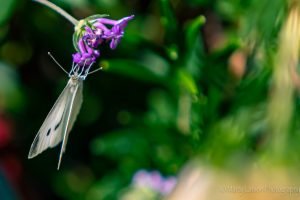 Cabbage white butterfly purple lantana flower
