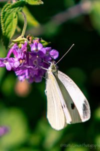 Cabbage white butterfly on purple lantana flower