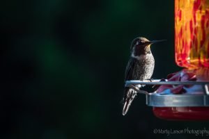 Male Anna's Hummingbird in the morning