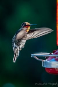 Landing male Anna's Hummingbird
