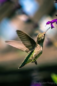 Female Anna's Hummingbird purple flower