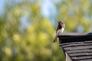 Black Phoebe rooftop