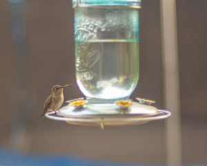 Female Anna's Hummingbird