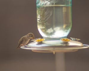 Female Anna's Hummingbird