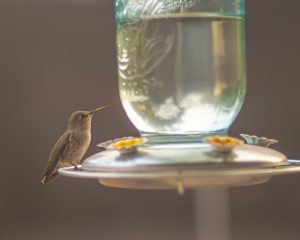 Anna's Hummingbird