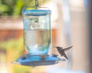 Female Anna's Hummingbird landing
