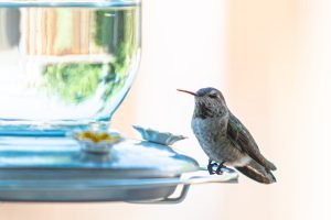 Female Anna's Hummingbird sitting cool
