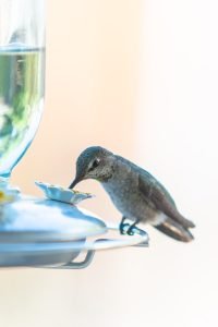 Female Anna's Hummingbird eating at feeder