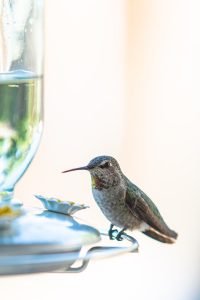 Female Anna's Hummingbird not sure of me
