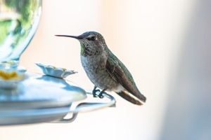 Female Anna's Hummingbird watching me